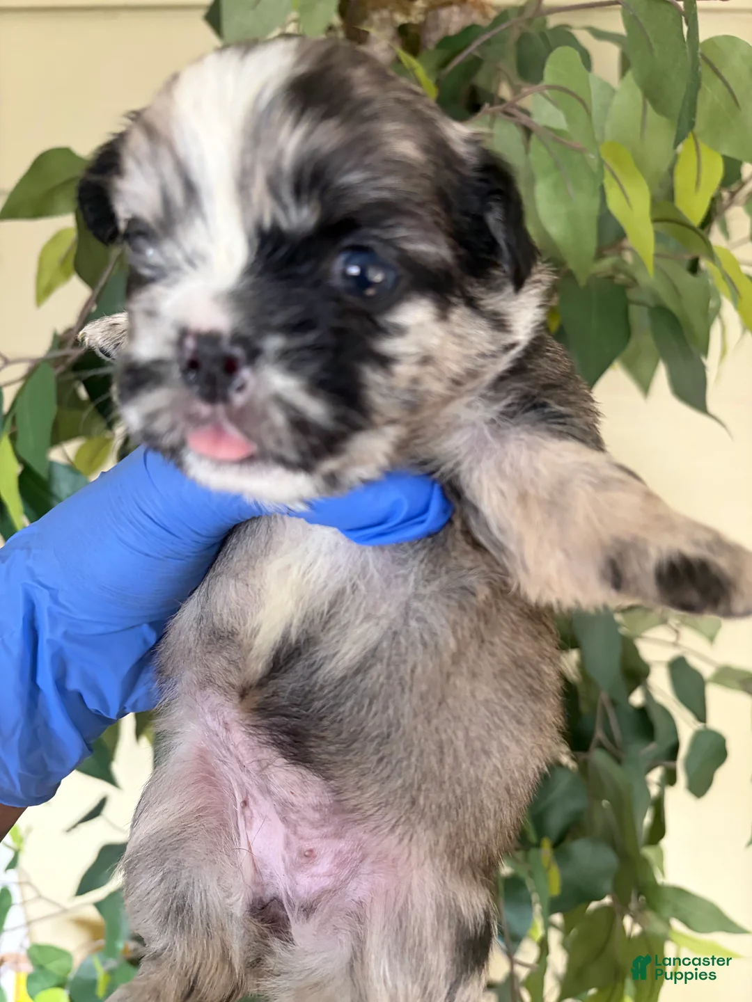 French Bulldog dogs for sale: Fluffy frenchie - Ad 2