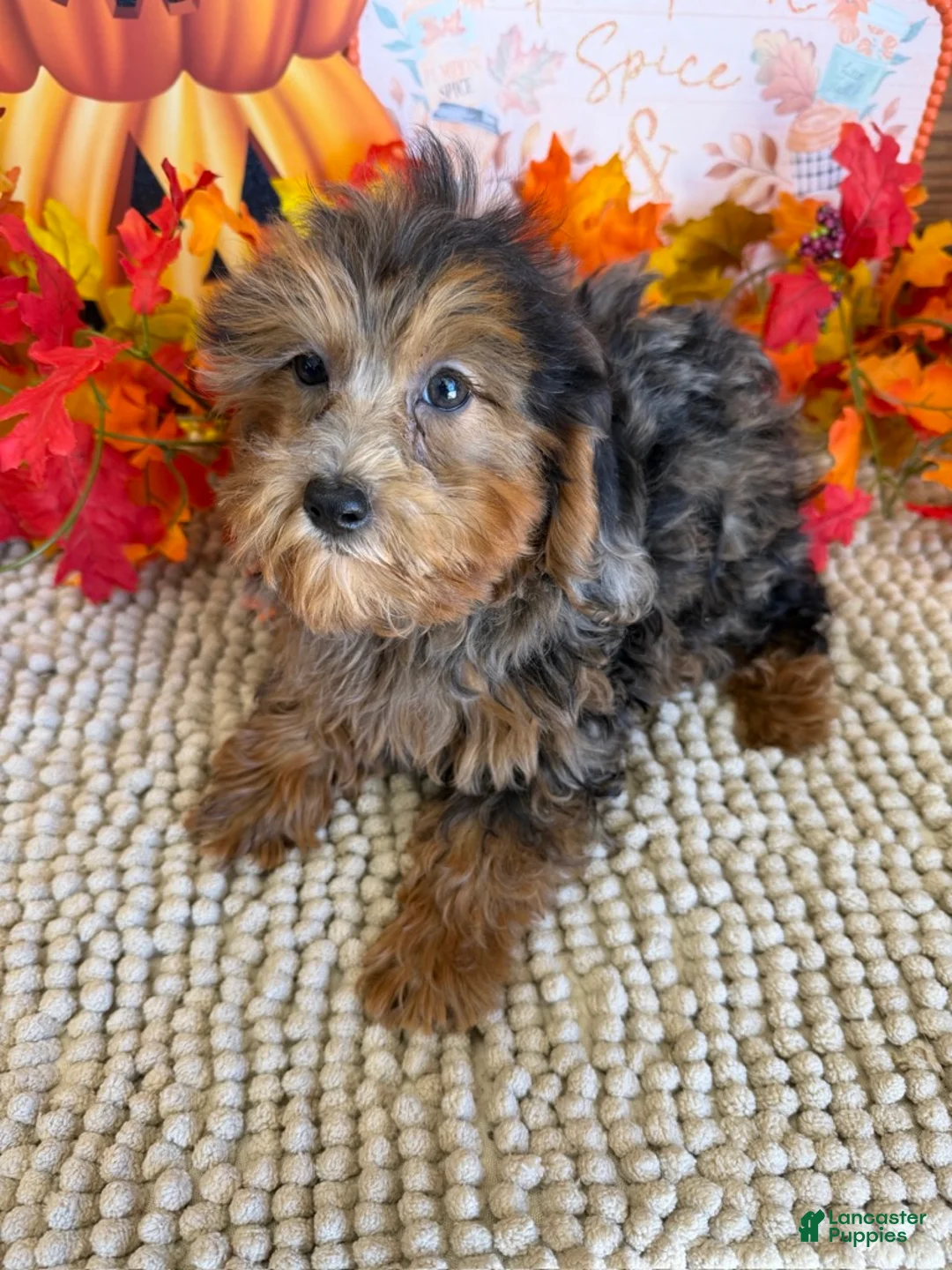 Cockapoo dogs for sale: Vanna - Ad 4