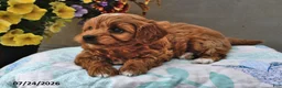 Cavapoo dogs for sale: Daisy - Ad 3