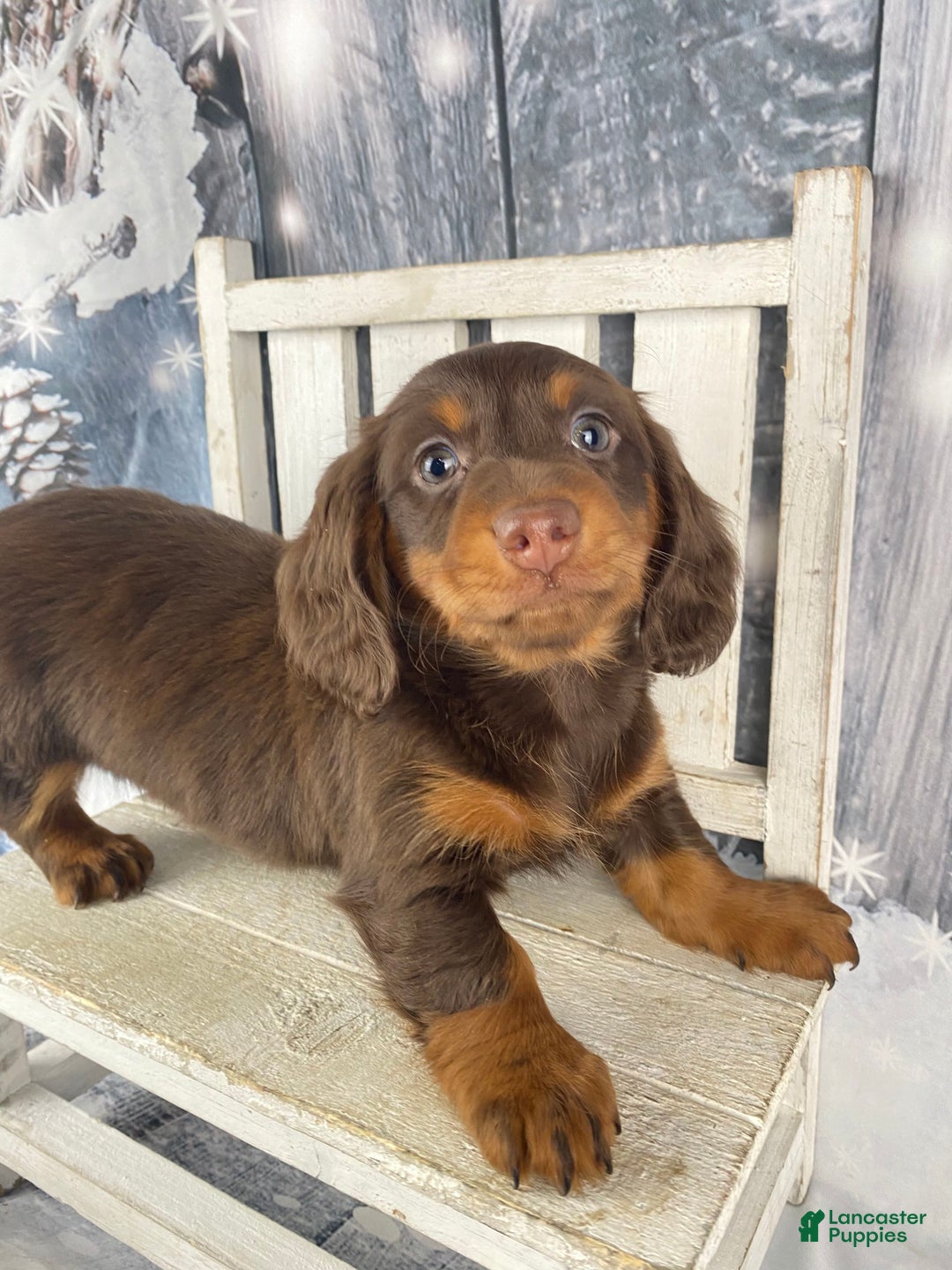 Miniature Dachshund dogs for sale: Lexi - Ad 1