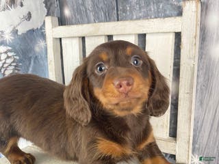 Miniature Dachshund dogs Lexi - Ad 36