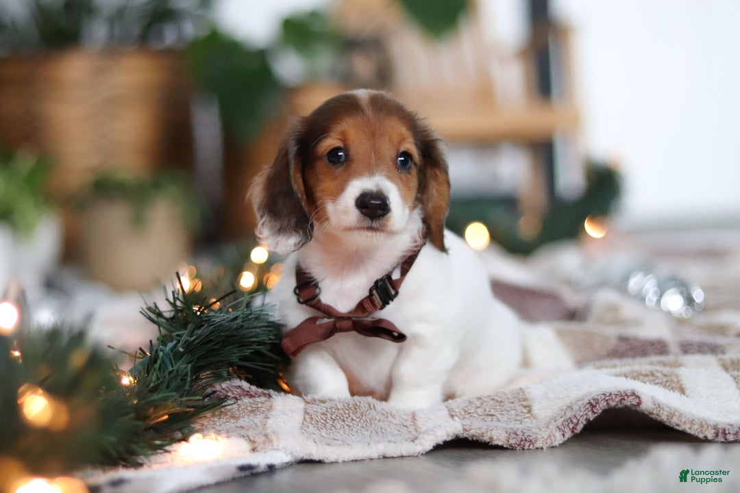 Miniature Dachshund dogs for sale: Theo - Ad 3