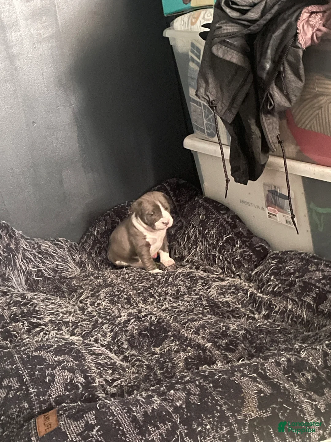 American Bully dogs for sale: American Bully Puppy 1 - Ad 1