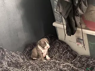 American Bully dogs for sale: American Bully Puppy 1 - Ad 3