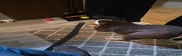 English Bulldog dogs for sale: Rubble  - Ad 4