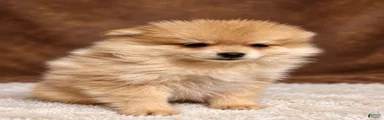 Pomeranian 5
