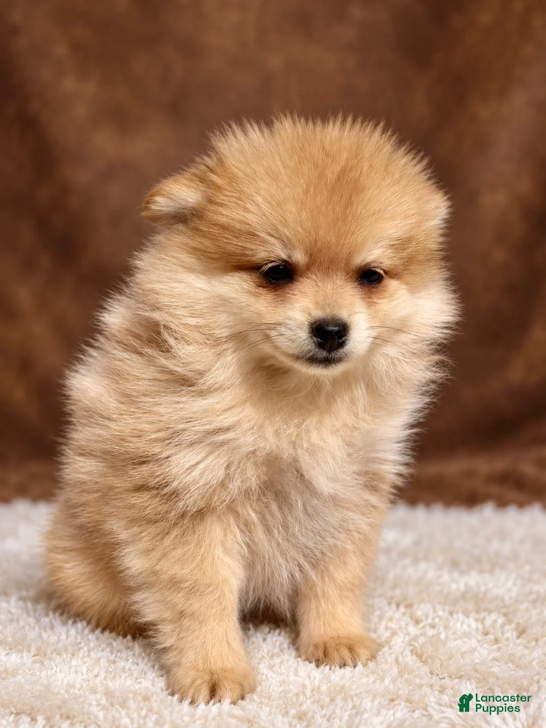 Pomeranian dogs for sale: Pomeranian 5 - Ad 1
