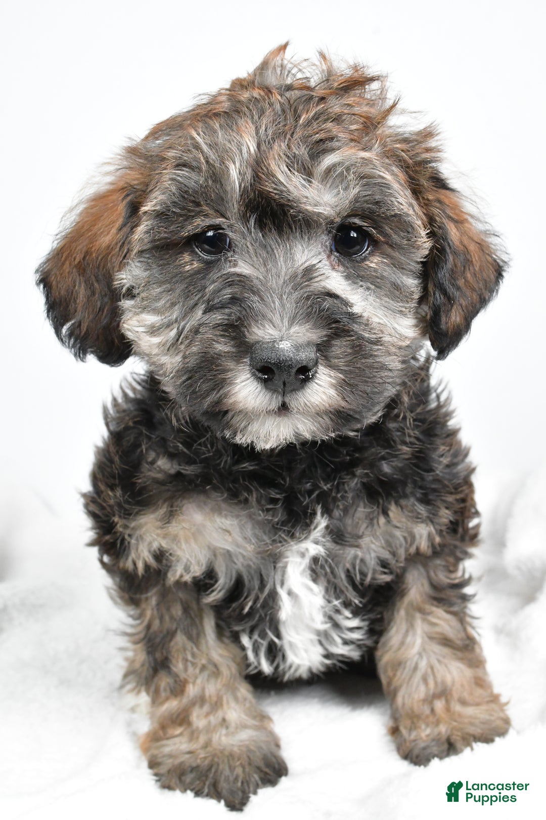 Mixed Breed dogs for sale: Chester - Ad 5