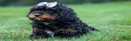 Cavapoo dogs for sale: Wanda 🐶 - Ad 21