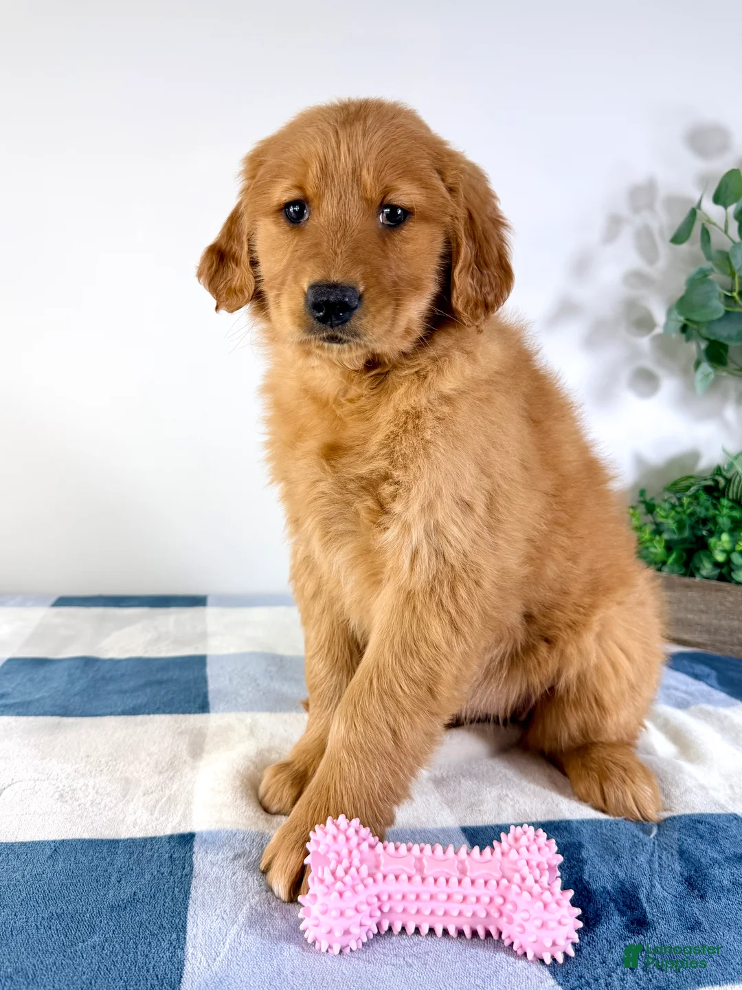 Golden Retriever dogs for sale: Ruby - Ad 3