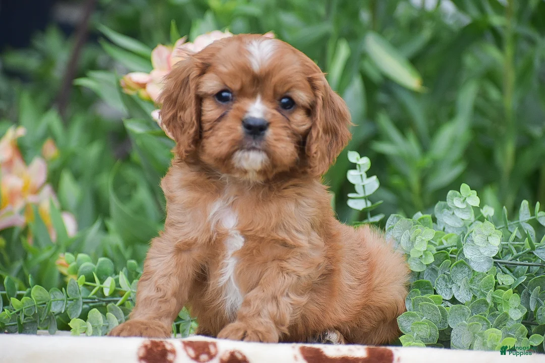 Cavalier King Charles Spaniel dogs for sale: Tyler - Ad 2