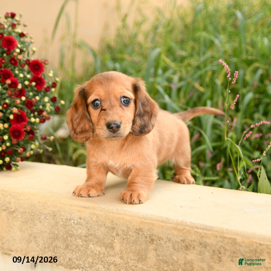 Miniature Dachshund dogs Flower - Ad 1