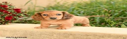 Miniature Dachshund dogs for sale: Flower - Ad 4