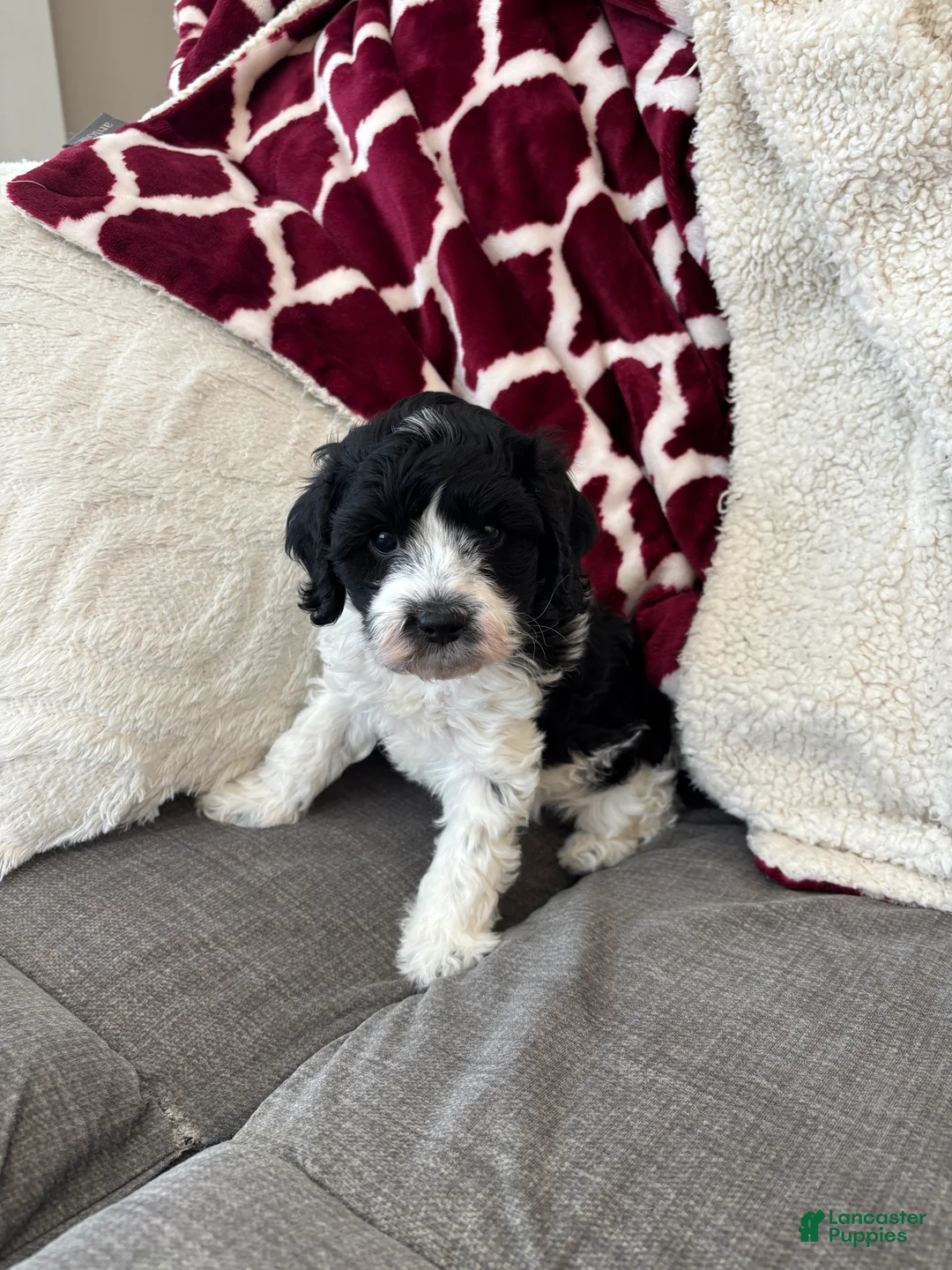 Cavapoo dogs for sale: Chase - Ad 5