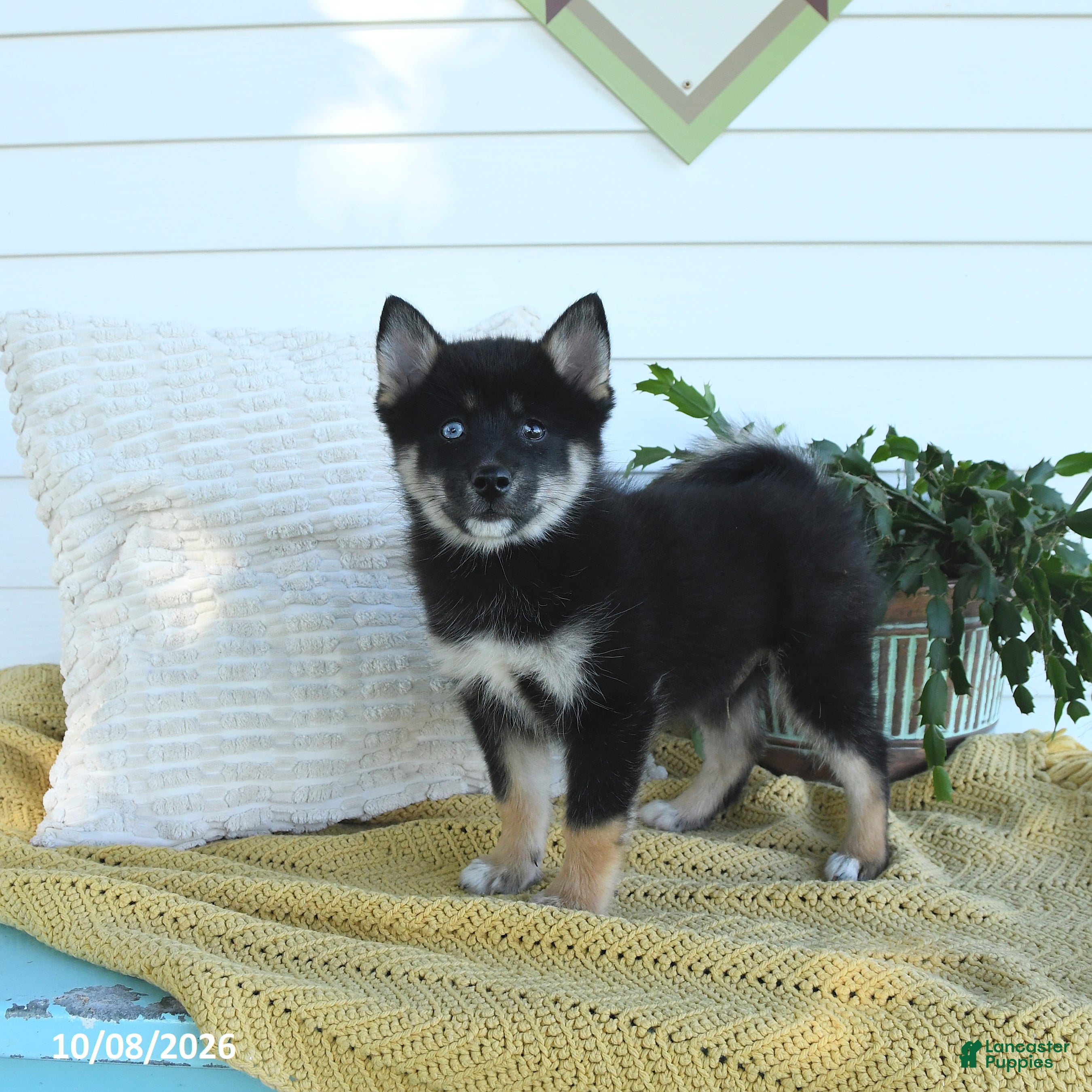 Pomsky dogs Bruno - Ad 1