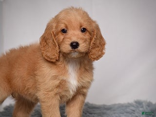Mini Goldendoodle dogs - Ad 24