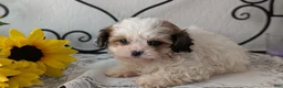 Teddy Bear dogs for sale: Gemma  - Ad 3