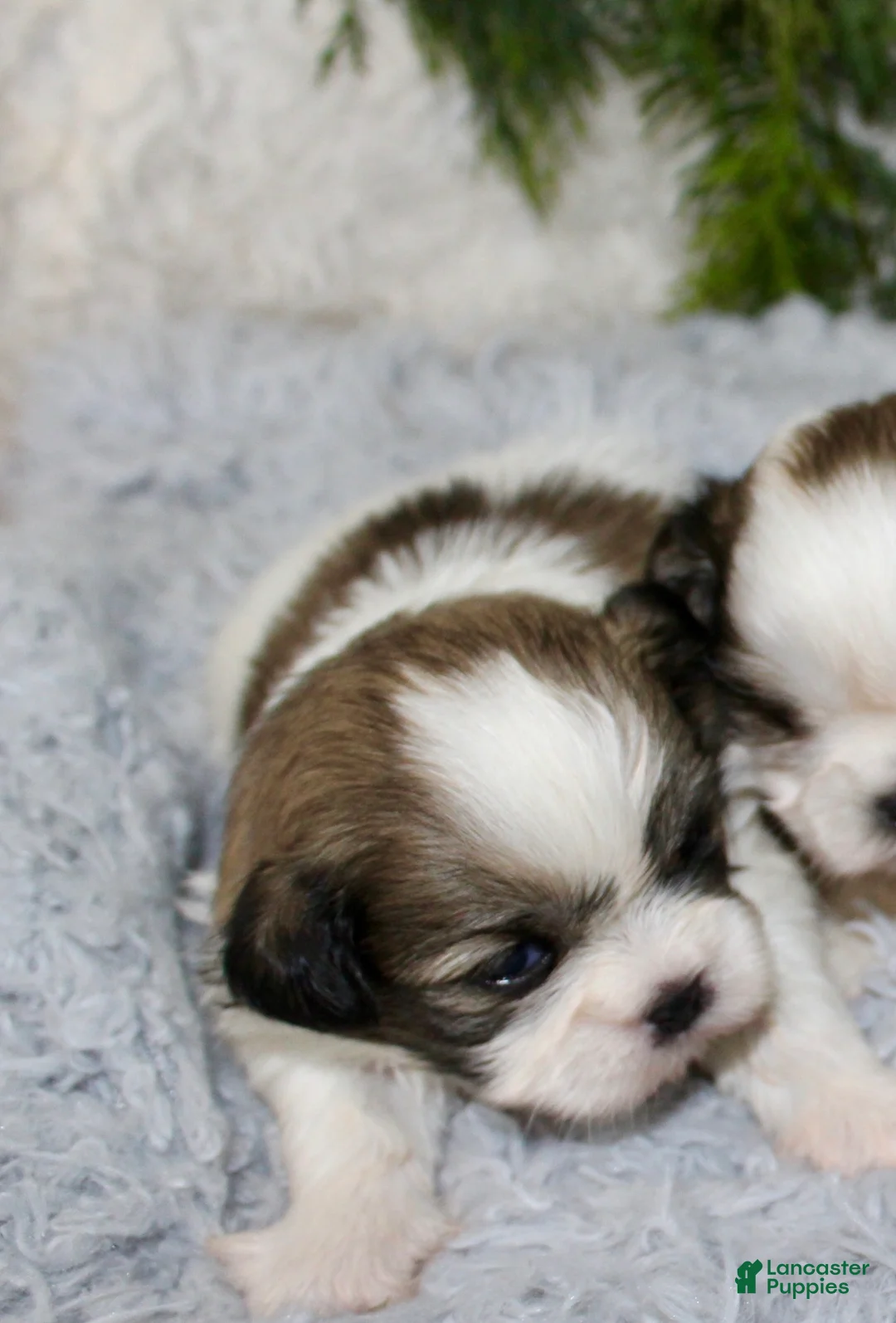 Shih Tzu dogs for sale: Shih Tzu 1 - Ad 1