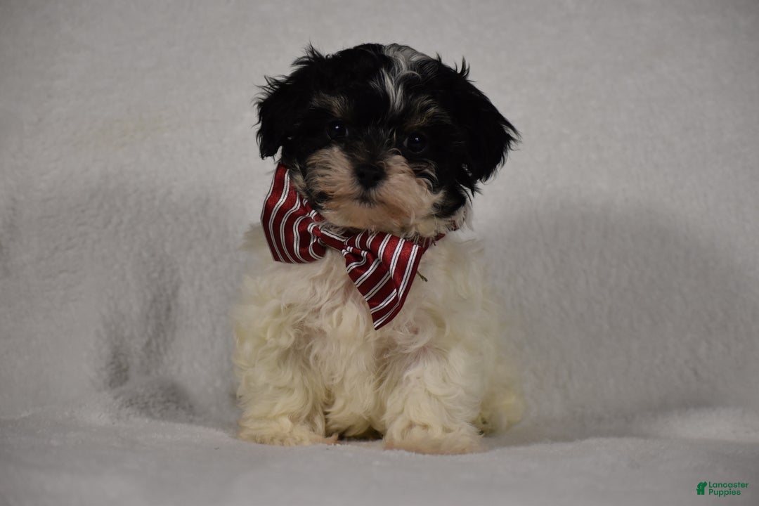 Maltipoo dogs for sale: Scout - Ad 8