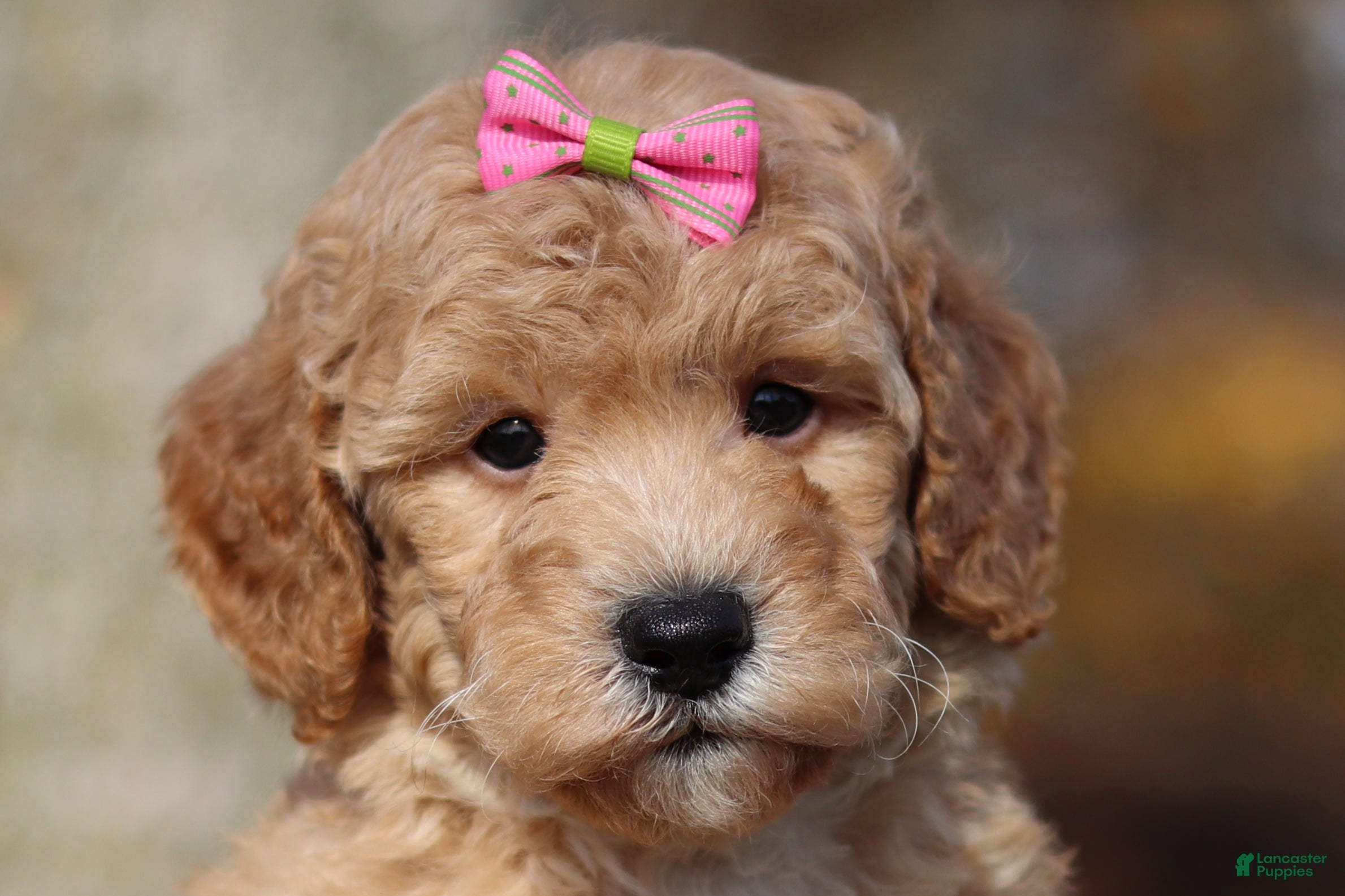 Miniature Poodle dogs for sale: Jewel (AKC) - Ad 1
