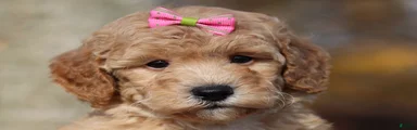 Jewel (AKC)