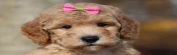 Miniature Poodle dogs for sale: Jewel (AKC) - Ad 1