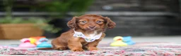 Miniature Dachshund dogs for sale: Remi - Ad 2