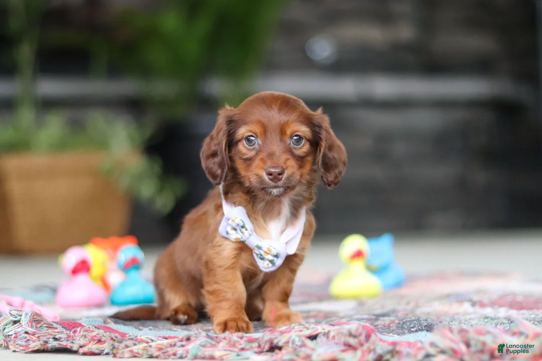 Miniature Dachshund dogs for sale: Remi - Ad 2