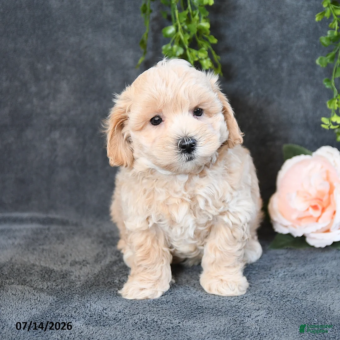 Maltipoo dogs for sale: Ian - Ad 2