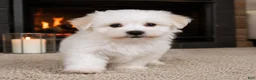 Maltese dogs for sale: Tucker - Ad 6