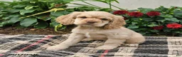 English Cocker Spaniel dogs for sale: Blondie - Ad 3