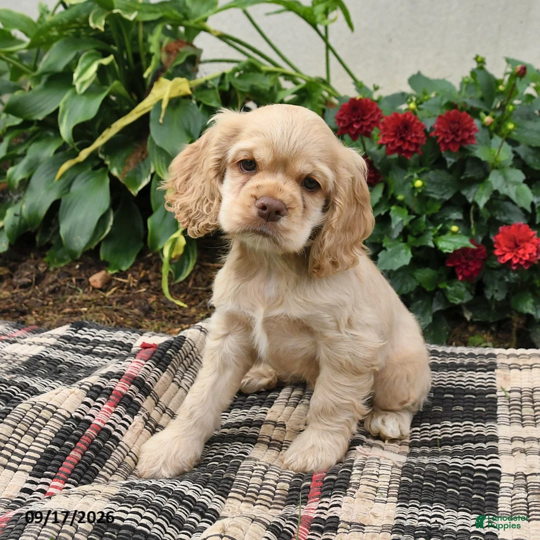 English Cocker Spaniel dogs for sale: Blondie - Ad 3