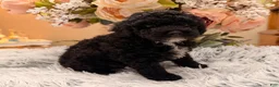 Miniature Poodle dogs for sale: Miniature Poodle 2 - Ad 3