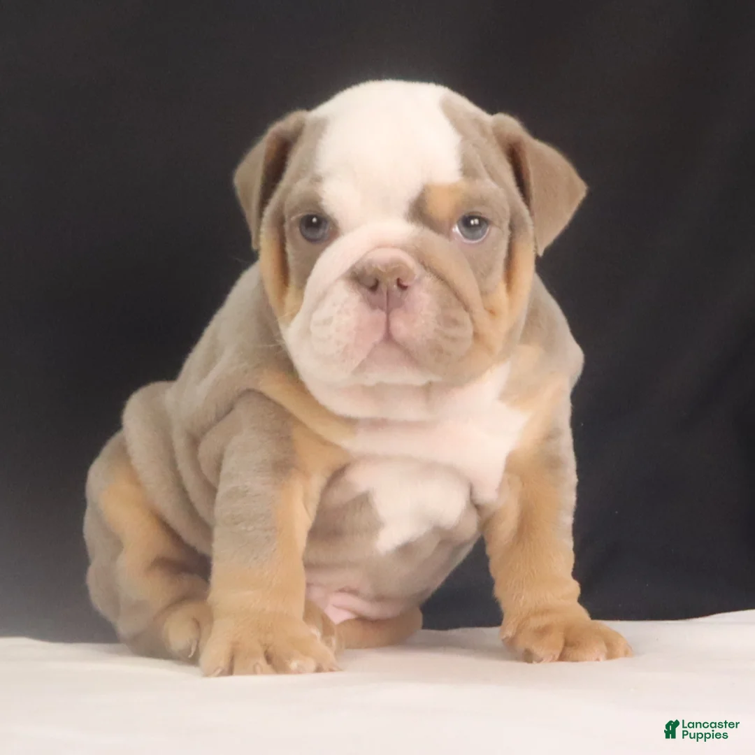 English Bulldog dogs for sale: Tyler - Ad 10