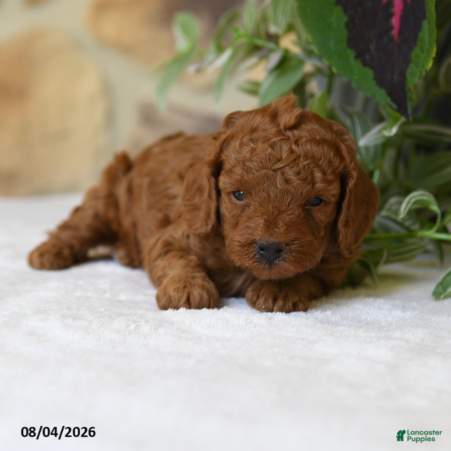 Cavapoo dogs for sale: Pippin - Ad 4