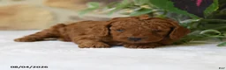 Cavapoo dogs for sale: Pippin - Ad 1
