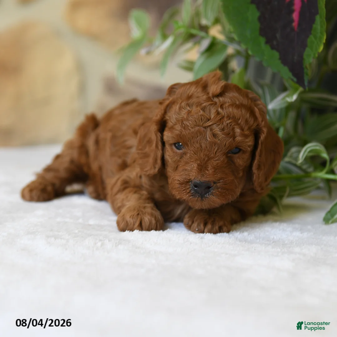 Cavapoo dogs for sale: Pippin - Ad 1