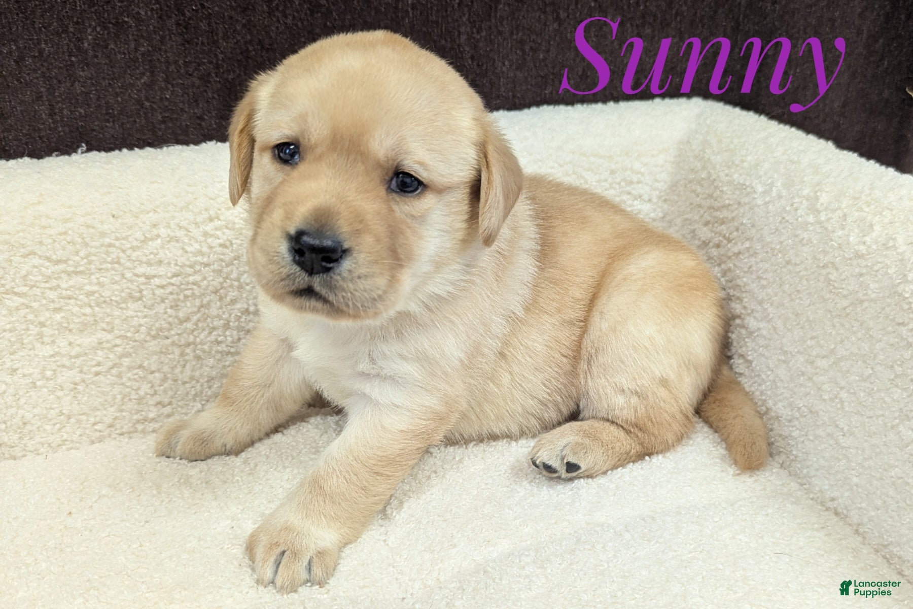Labrador Retriever dogs Sunny - Ad 1
