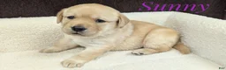 Labrador Retriever dogs for sale: Sunny - Ad 9