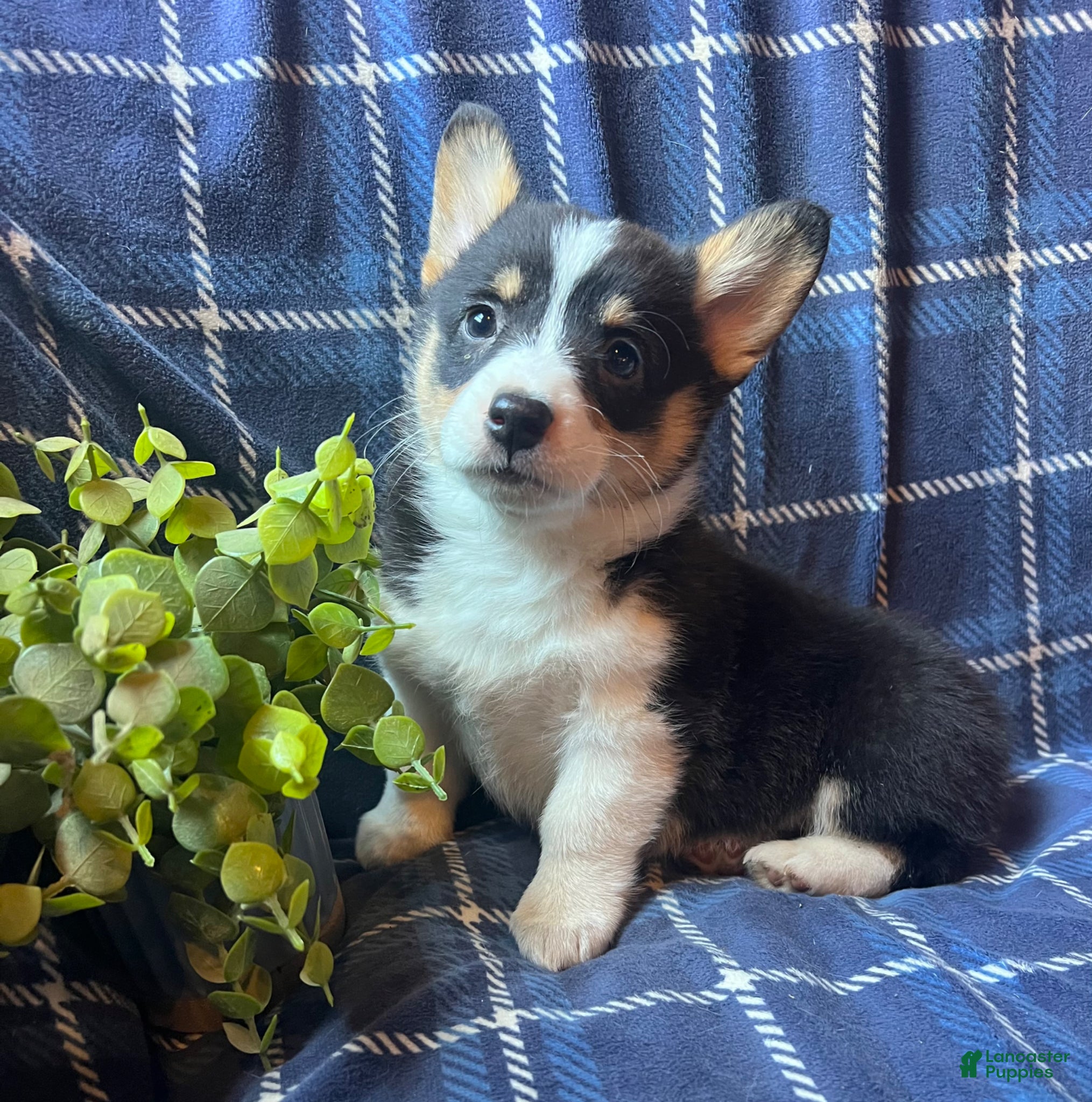 Welsh Corgi Pembroke dogs Kindle - Ad 19