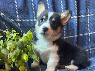 Welsh Corgi Pembroke dogs Kindle - Ad 19