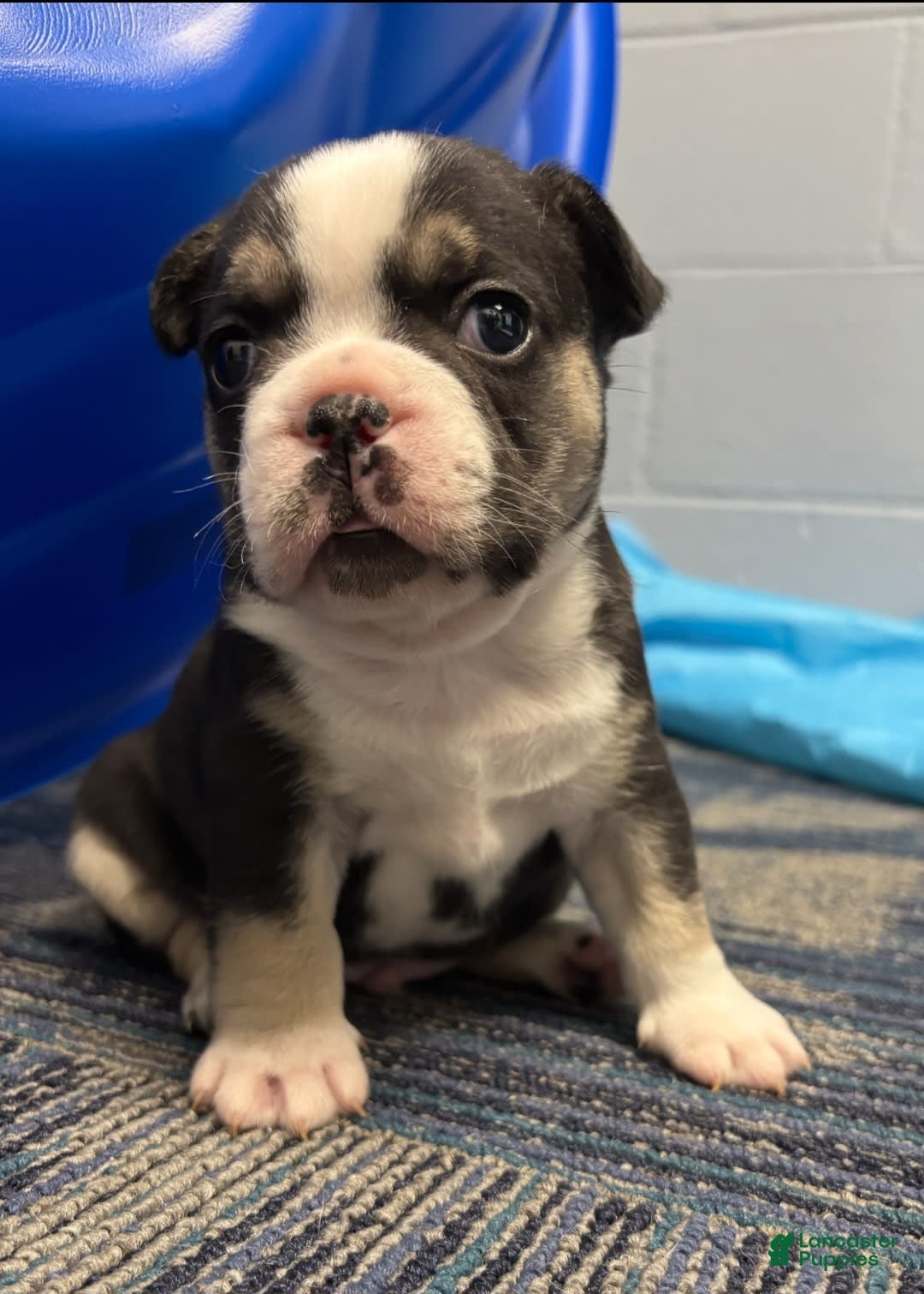 Frenchie English Bulldog Boston Terrier Mix Puppies Boston Terrier