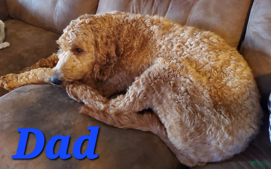 Goldendoodle dogs for sale: Goldendoodle Green - Ad 5
