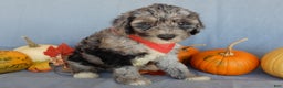 Sheepadoodle dogs for sale: Panda (medium) - Ad 67