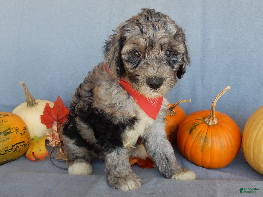 Sheepadoodle dogs for sale: Panda (medium) - Ad 67