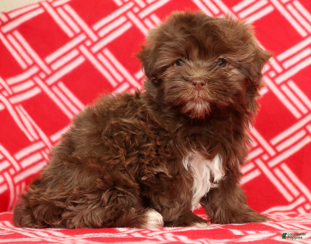 Havanese dogs for sale: Callie - Ad 3
