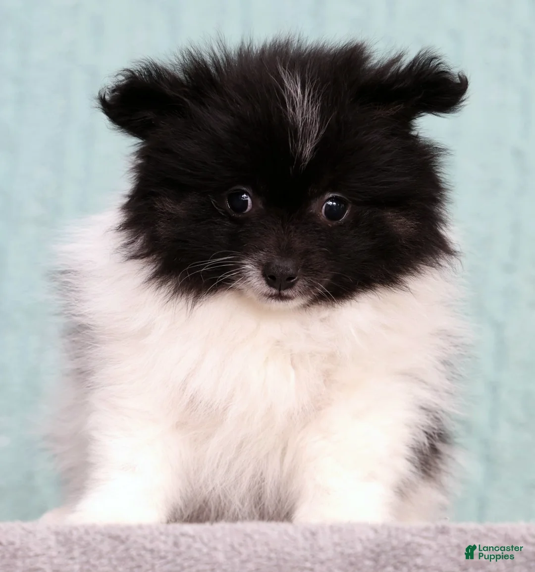 Pomeranian dogs for sale: Baker - Ad 2