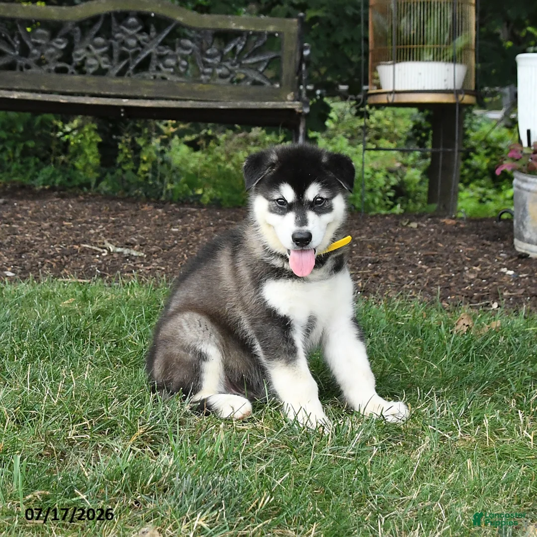 Alaskan Malamute dogs for sale: Stormy - Ad 3