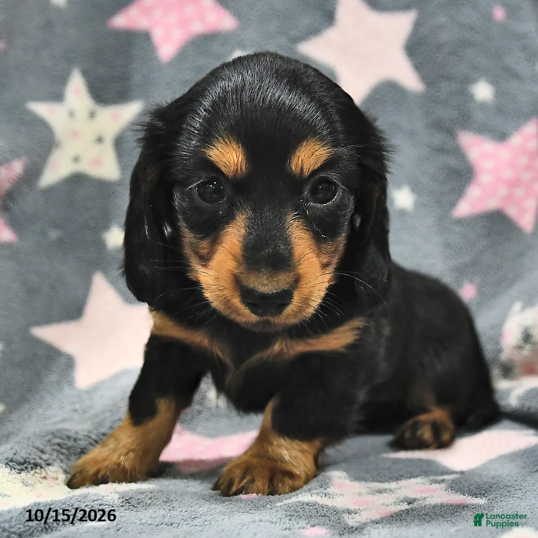 Miniature Dachshund dogs for sale: Luna  - Ad 2
