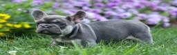 French Bulldog dogs for sale:  Flora Jane 🩷 - Ad 14
